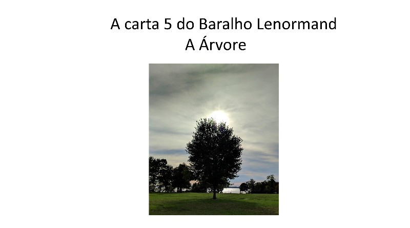 Encontro com o oráculo - A Árvore Lenormand