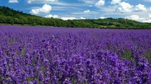 AROMATERAPIA - Produtos naturais e sintéticos