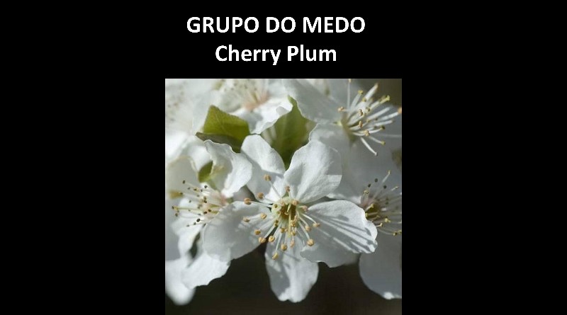 GRUPO DO MEDO Cherry Plum