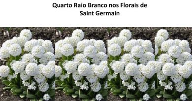 Quarto Raio Branco nos Florais de Saint Germain