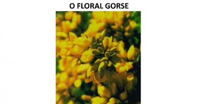 O FLORAL GORSE