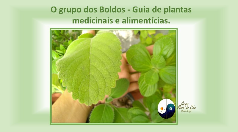 O grupo dos Boldos - Guia de plantas medicinais e alimentícias.