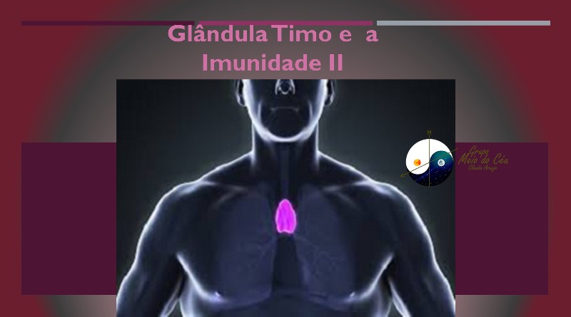Glândula Timo e A Imunidade II