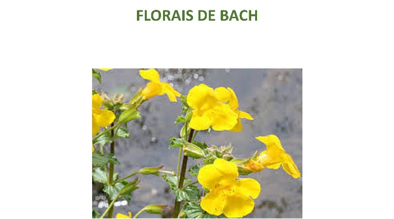 FLORAIS DE BACH