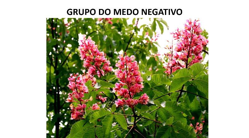 GRUPO DO MEDO NEGATIVO