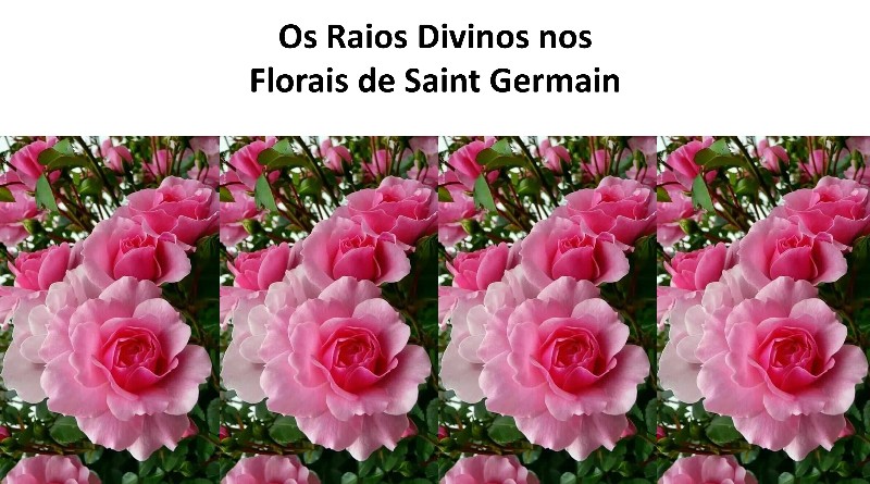 Os Raios Divinos nos Florais de Saint Germain