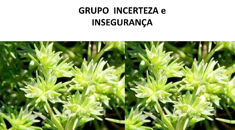 GRUPO INCERTEZA e INSEGURANÇA