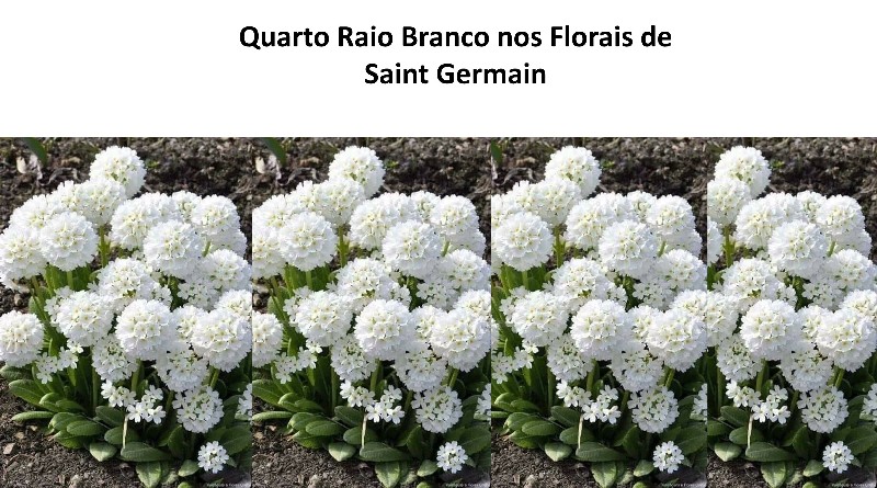 Quarto Raio Branco nos Florais de Saint Germain