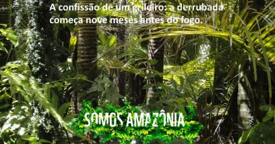 A confissão de um grileiro: a derrubada começa nove meses antes do fogo.